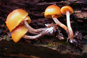 Galerina marginata .